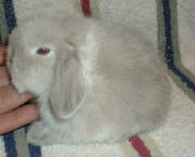 sablepointmartenbuck2sable.jpg