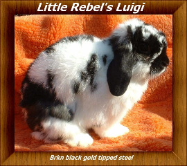 3luig.jpg
