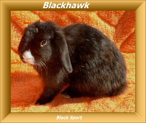 blackhawkdfgh2.jpg