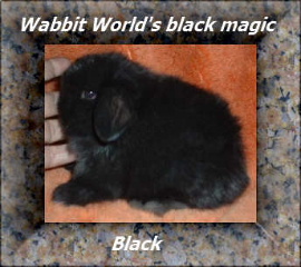 blackvv12.jpg