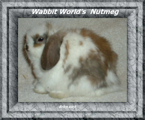 dscf0019nutmeg2ww2.jpg