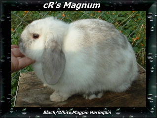 maaggrerghj2.jpg