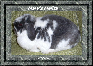 melita545dsfg2.jpg